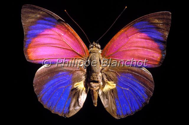 agrias sardanapalus.JPG - Agrias sardanapalusSardanapaleLepidoptera, NymphalidaeBrésil